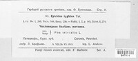 Epichloe typhina image